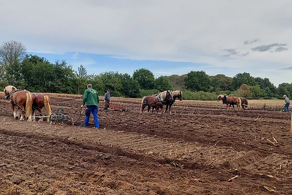 8. Oktober 2023: Leistungspflügen des 1. Voltigier- und Reitvereins Sieverstedt bei der Festwiese am Schwimmbad in Sieverstedt