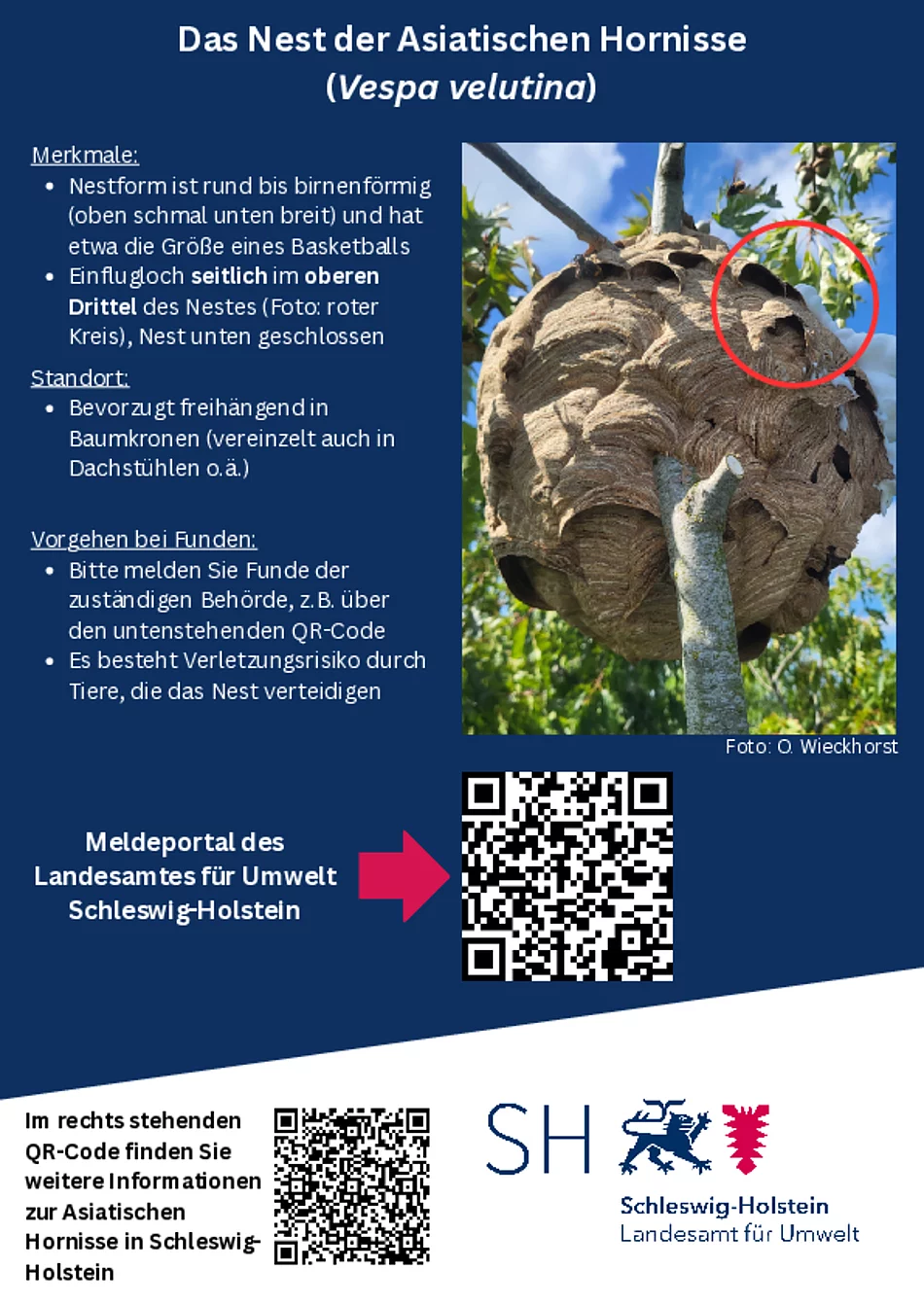 Flyer Asiatische Hornisse