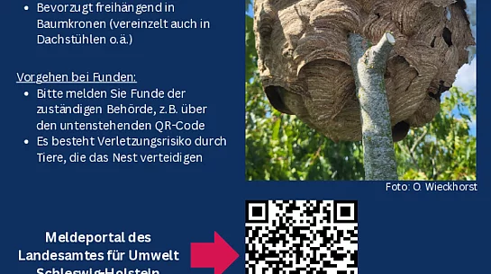 Flyer Asiatische Hornisse