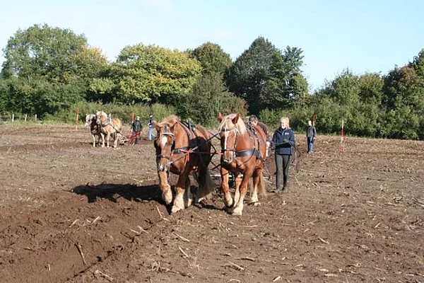 5. Leistungspflügen mit Pferdegespannen in Sieverstedt am 3. Oktober 2018
